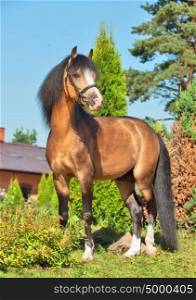 Beautiful buckskin welsh pony stallion