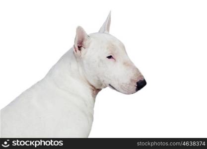 Beautiful bullterrier isolated on a white background
