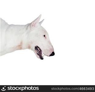 Beautiful bullterrier isolated on a white background
