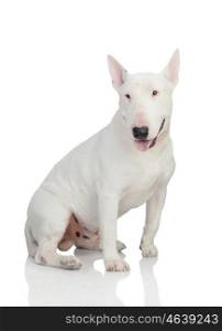 Beautiful bullterrier isolated on a white background with reflection on the floor