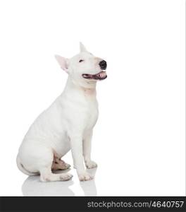 Beautiful bullterrier isolated on a white background with reflection on the floor