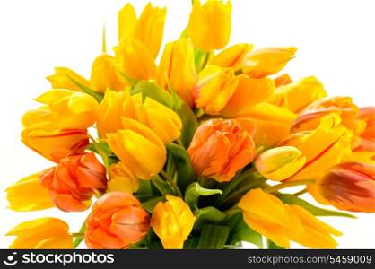 Beautiful bunch of tulip flowers spring on white background