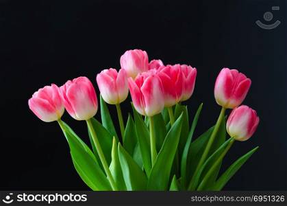 Beautiful bunch with bright pink tulip flowers