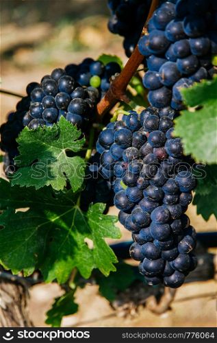 Beautiful bunches of ripe red Shiraz grape on vine with green leaves in vineyard under sunlight - close up shot
