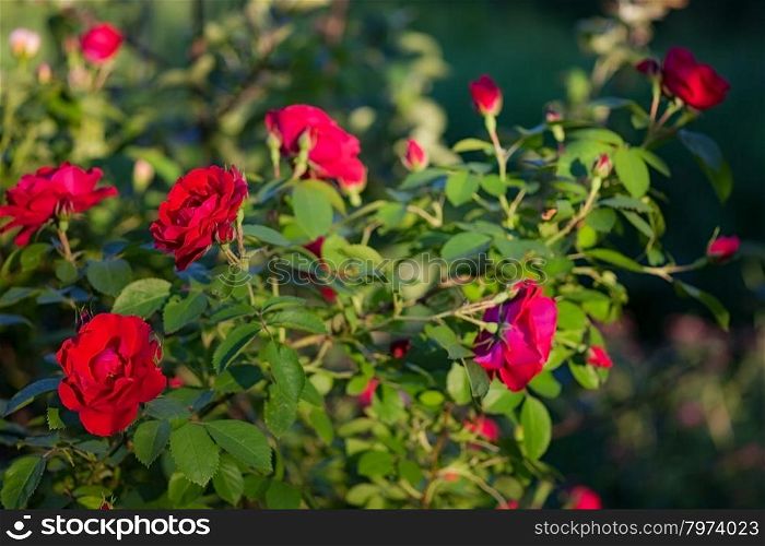 beautiful bush delicate red roses. background