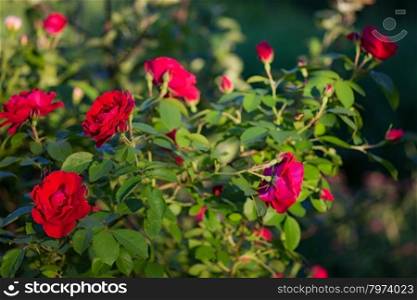 beautiful bush delicate red roses. background