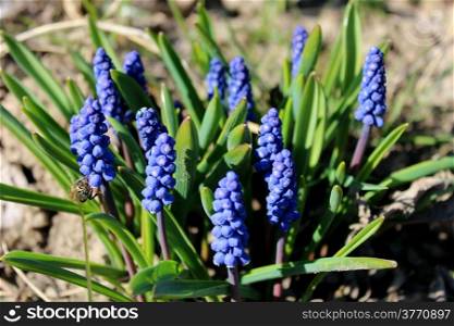 beautiful bush of blue flowers of muscari