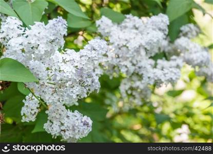 Beautiful bush of the blooming lilac closeup in spring park