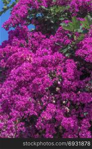 Beautiful bush with flowers of bougainvillea closeup.