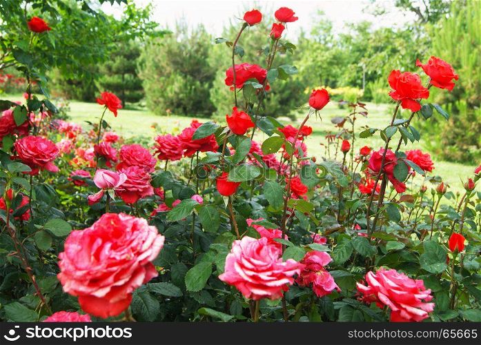 Beautiful bushes of red roses in green peaceful park