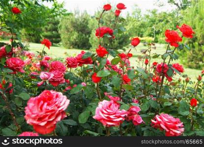 Beautiful bushes of red roses in green peaceful park