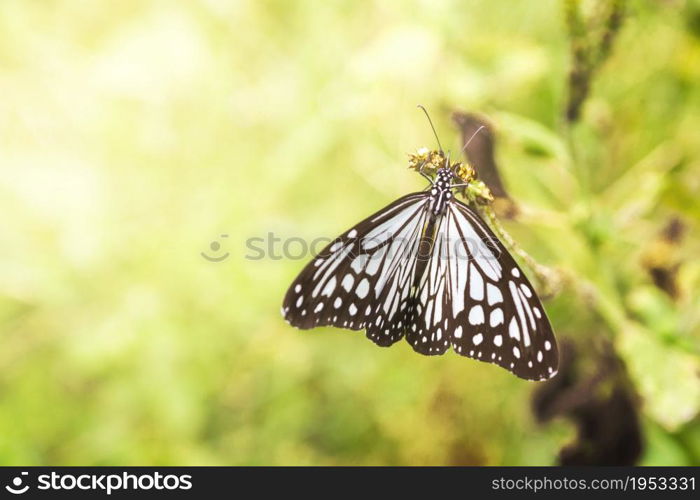 Beautiful Butterfly Catch On Flowers With Bokeh Background Light, Natural For Background.