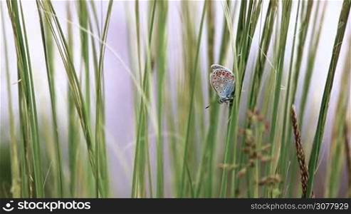 Beautiful butterfly (Common Blue,Polyommatus icarus) on the grass