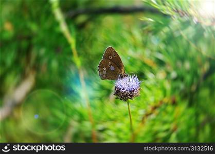 beautiful Butterfly feeding on flower