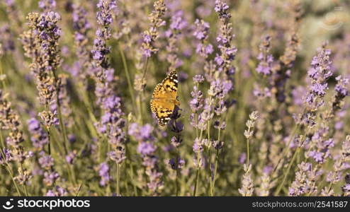 beautiful butterfly flower nature