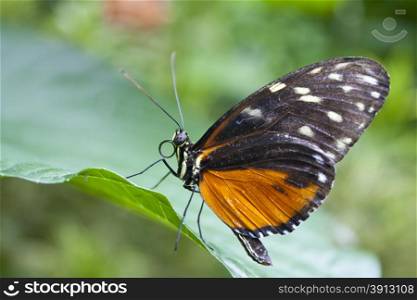 Beautiful butterfly, heliconius hecale from Costa Rica