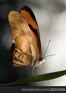 beautiful butterfly in the butterfly garden in Goes, Holland