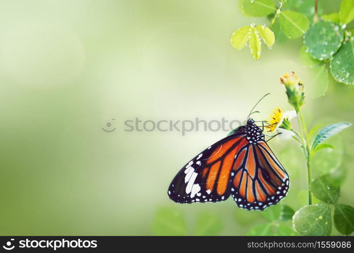 Beautiful butterfly in the wild