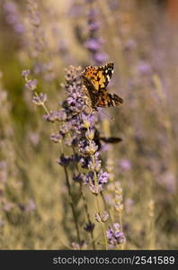 beautiful butterfly nature concept 3