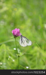 Beautiful butterfly on a pink clover in sunny summer