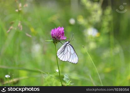 Beautiful butterfly on a pink clover in sunny summer
