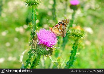 Beautiful butterfly on a pink milk thistle flower.