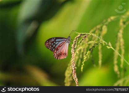 Beautiful Butterfly on flower in a forest