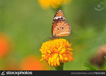 Beautiful butterfly on flower in summer garden