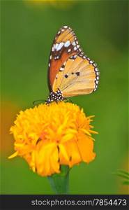 Beautiful butterfly on flower in summer garden