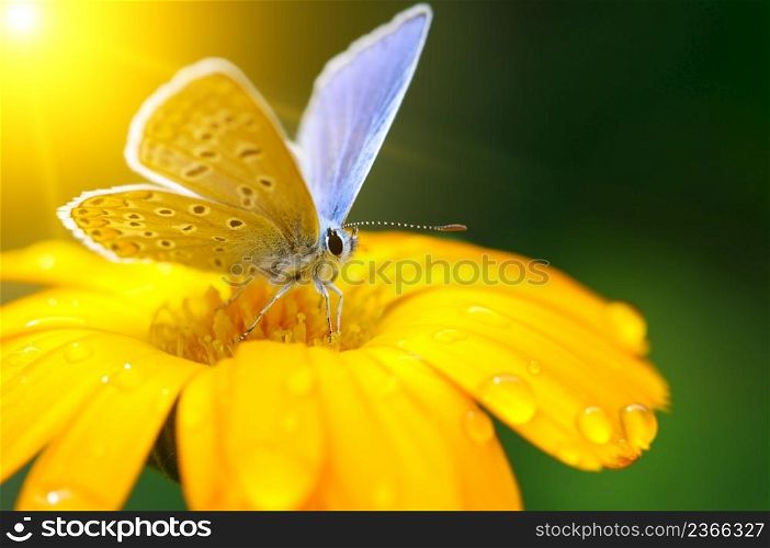 Beautiful butterfly on Gazania flower in rays of bright sun.