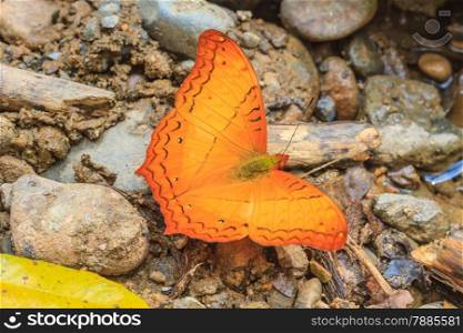 Beautiful Butterfly on ground in a forest