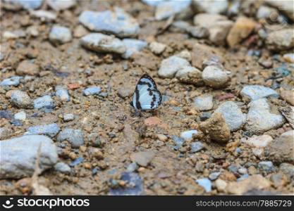 Beautiful Butterfly on ground in a forest
