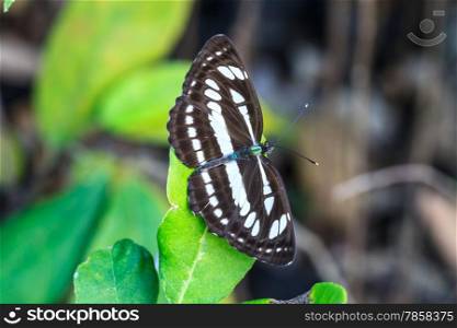 Beautiful Butterfly on leaf in a forest