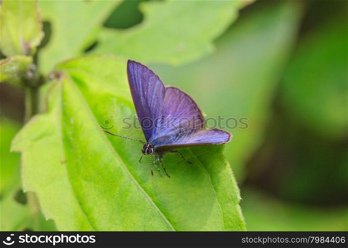 Beautiful Butterfly on leaf in a forest