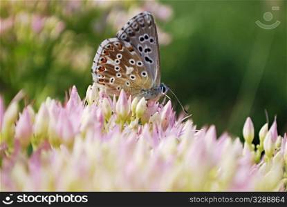 beautiful butterfly on sedum. macro