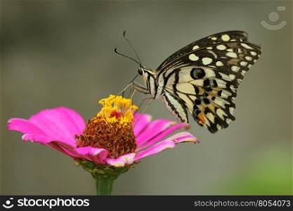 Beautiful butterfly perched on a flower.