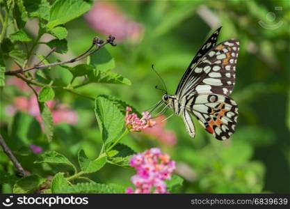 Beautiful butterfly perched on a flower. Insect Animals.