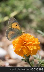 Beautiful butterfly perching on flower . Beautiful butterfly perching on flower on nature background
