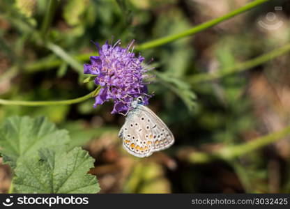 Beautiful butterfly perching on flower . Beautiful butterfly perching on flower on nature background