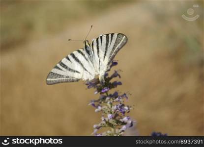 Beautiful butterfly perching on flower on nature background