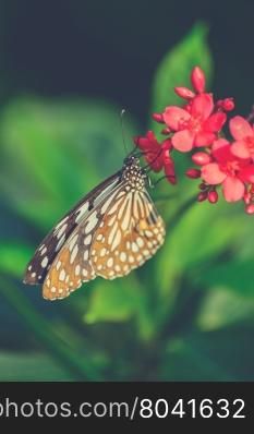 beautiful butterfly sitting in the flower (Vintage filter effect used)