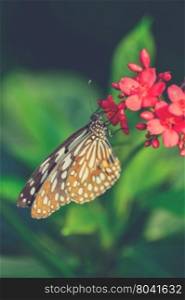 beautiful butterfly sitting in the flower (Vintage filter effect used)