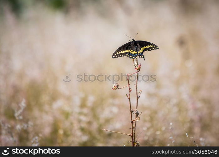 Beautiful butterfly sitting on a flower on the field. Beautiful butterfly on a flower