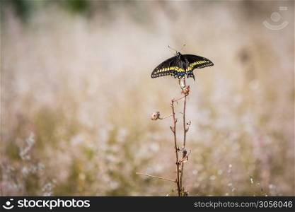 Beautiful butterfly sitting on a flower on the field. Beautiful butterfly on a flower