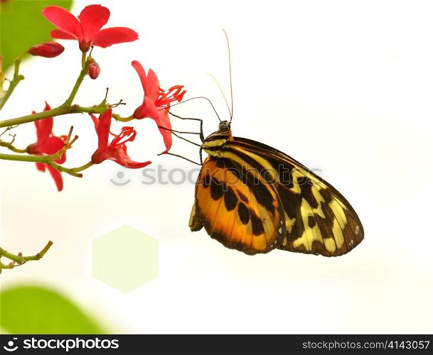 beautiful butterfy,Common Tiger Glassywing, on white background