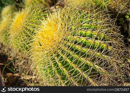 Beautiful cactus close-up
