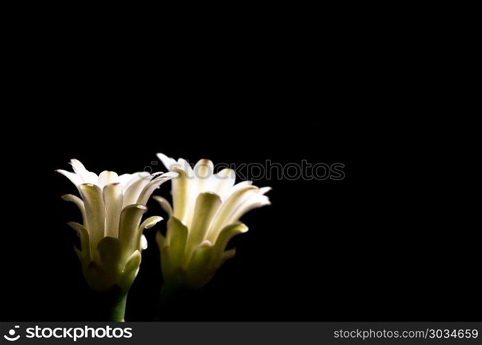 beautiful cactus flower blomming isolated on black background