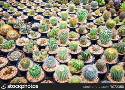 Beautiful cactus in pot various types mix of collection set decorate in the cactus farm garden