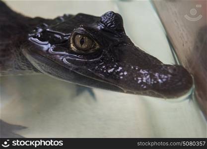 Beautiful caiman crocodile. Beautiful caiman crocodile closeup portrait