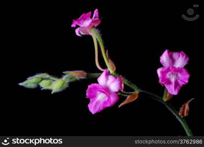 Beautiful Calanthe, pink Calanthe cardioglossa, terrestial orchid
